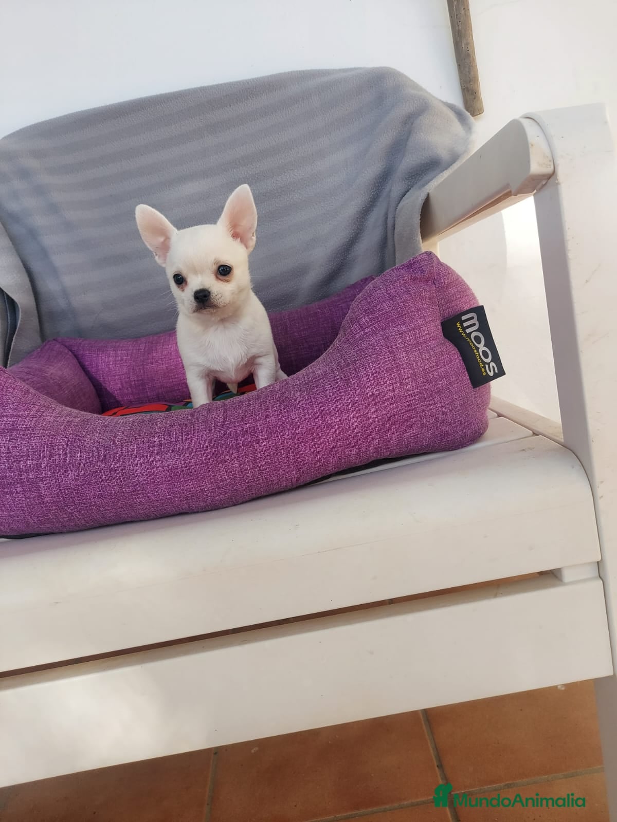 Chihuahua perros PRECIOSOS CHIHUAHUA RUSO Y ASIÁTICO - Anuncio 1