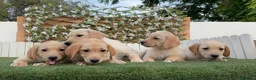 Labrador Retriever perros en venta: LABRADOR RETRIEVER - Anuncio 16