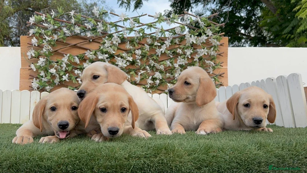 Labrador Retriever perros en venta: LABRADOR RETRIEVER - Anuncio 16