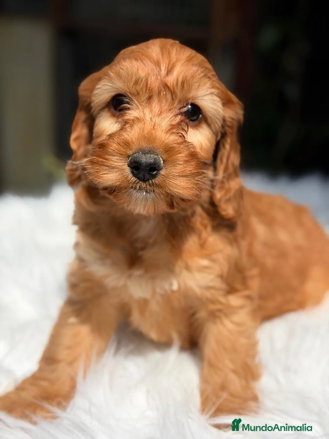 Cockapoo perros en venta: COCKAPOO DISPONIBLES - Anuncio 2