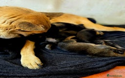 Pastor Belga Malinois perros en venta: Malinoi - Imagen 9