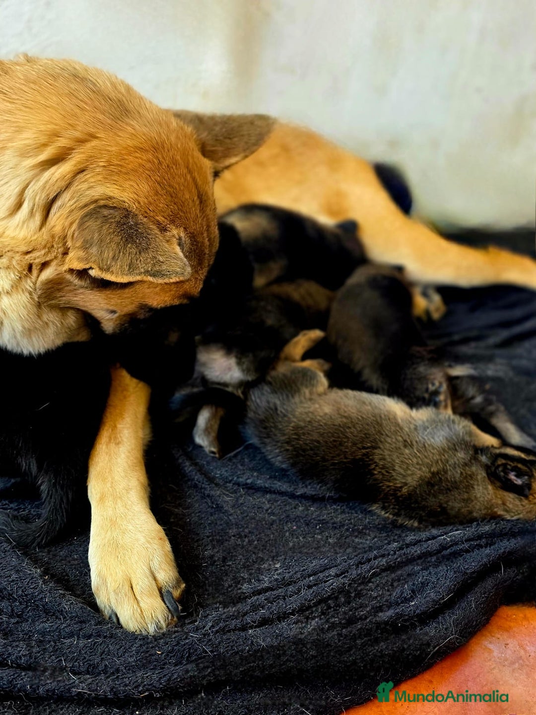 Pastor Belga Malinois perros en venta: Malinoi - Imagen 9