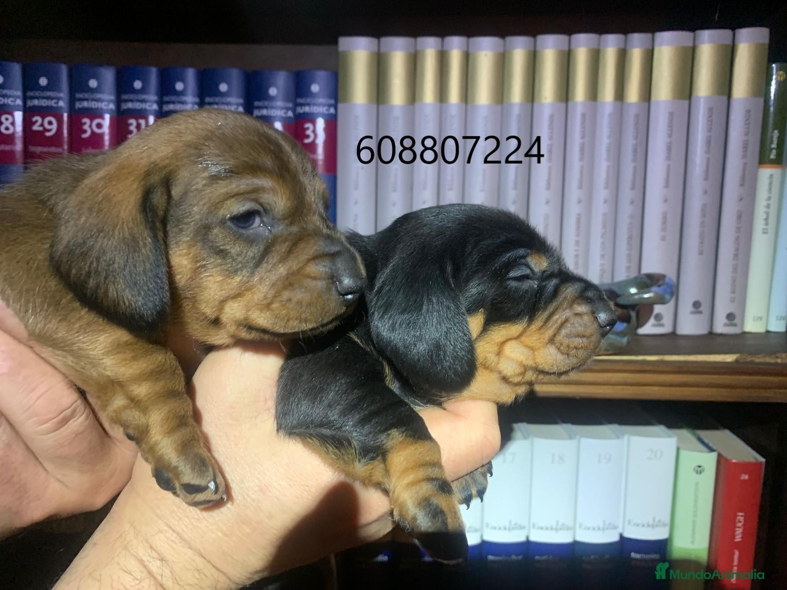 Teckel perros Cachorros Teckel - Anuncio 1