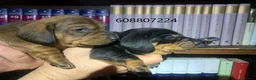 Teckel perros en venta: Cachorros Teckel - Anuncio 1