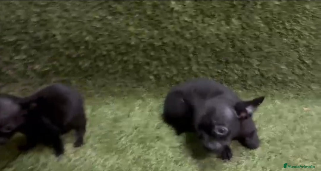 Chihuahua perros en venta: Chihuahua  - Anuncio 3