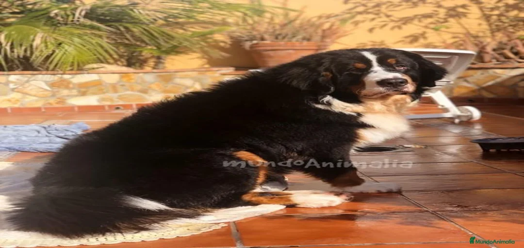 Imagen de galería {{count}}