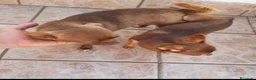 Chihuahua perros para monta: SE OFRECE CHIHUAHUA PARA MONTA  - Anuncio 2