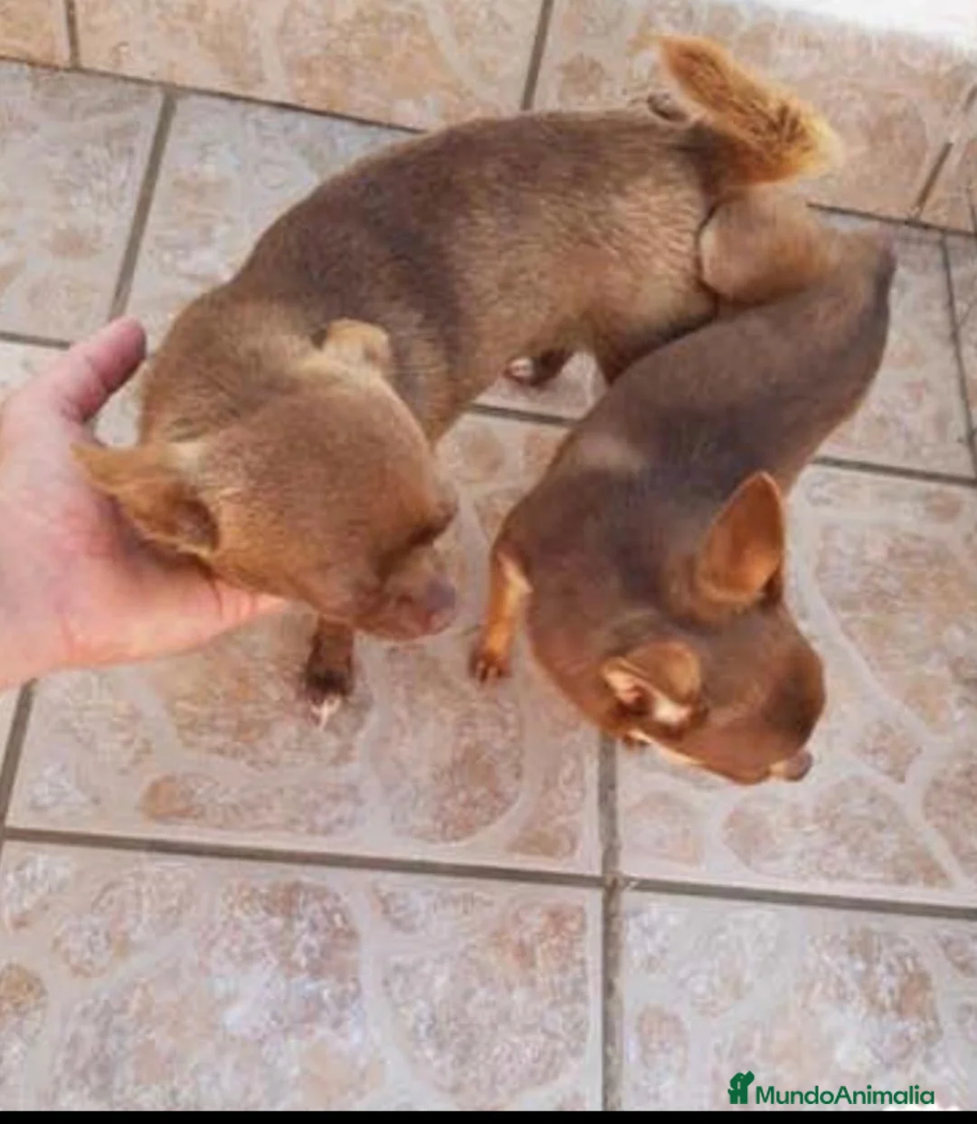 Chihuahua perros para monta: SE OFRECE CHIHUAHUA PARA MONTA  - Anuncio 2