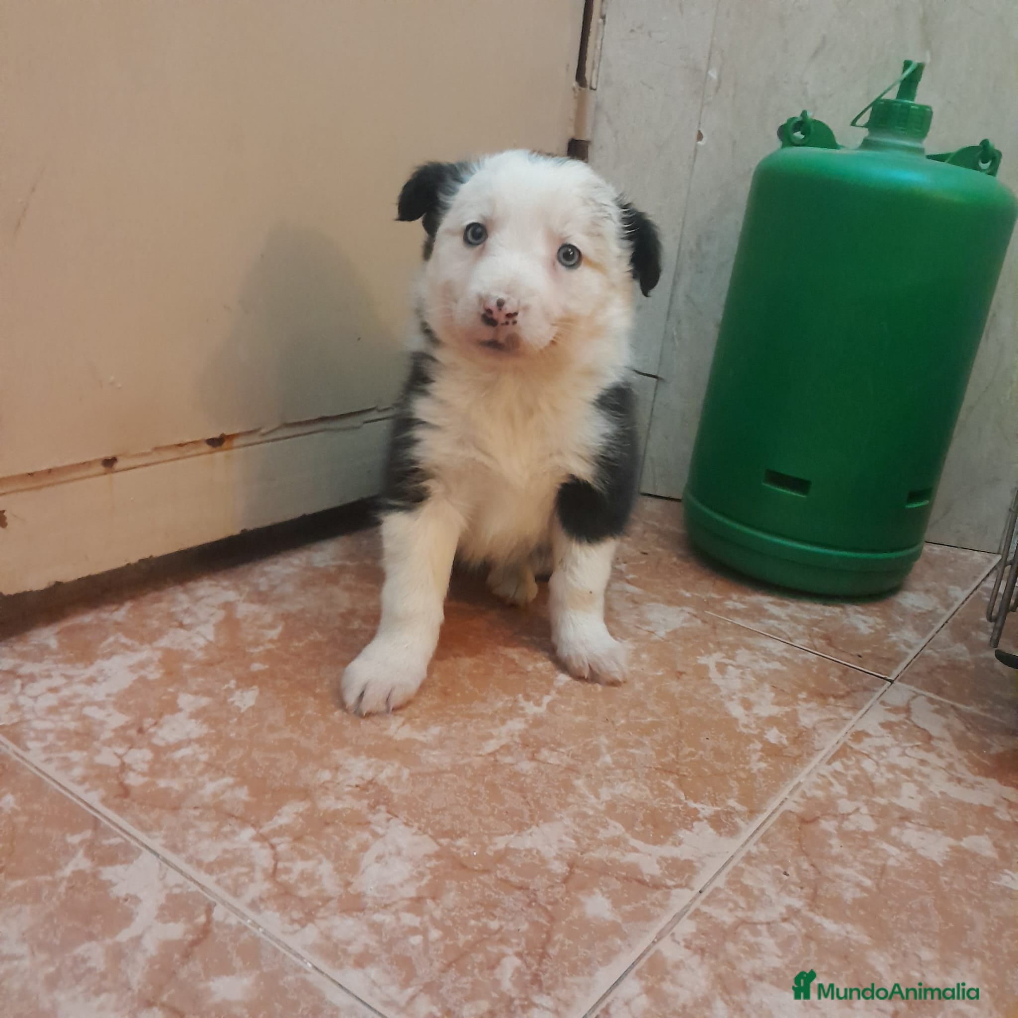 Border Collie perros BORDER COLLIE  - Anuncio 1