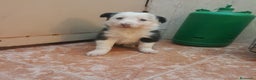 Border Collie perros en venta: BORDER COLLIE  - Anuncio 1