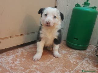 Border Collie perros BORDER COLLIE - Anuncio 34