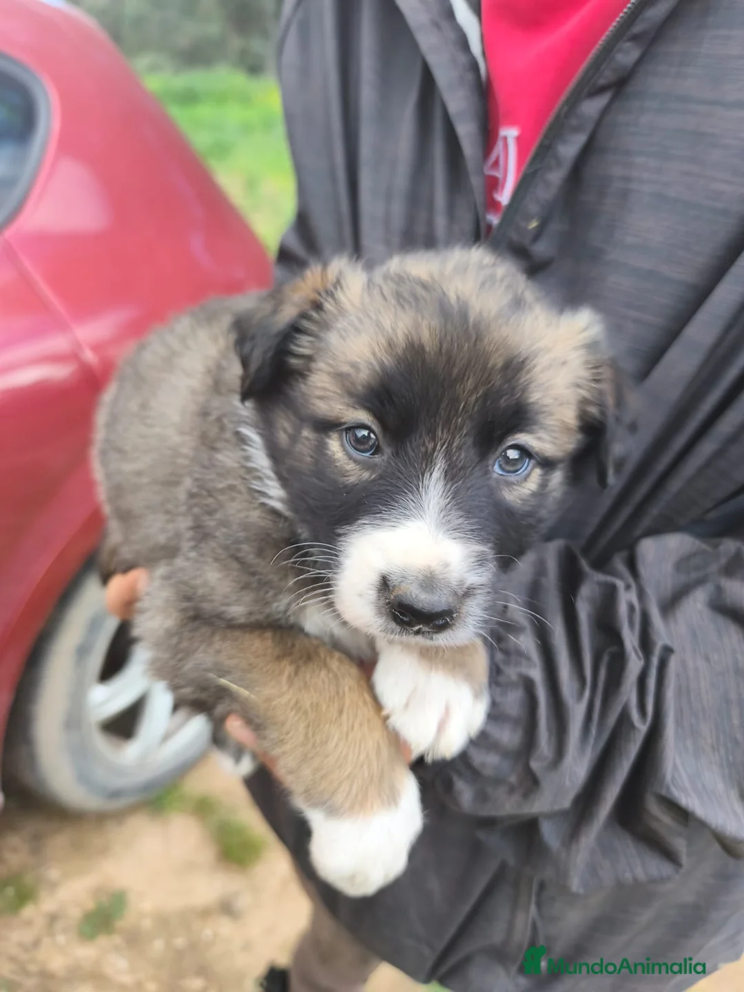 Border Collie perros en venta:  BORDER COLLIE - Anuncio 8