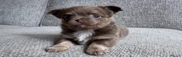 Chihuahua perros en venta: CHIHUAHUA CACHORROS MINI - Anuncio 4