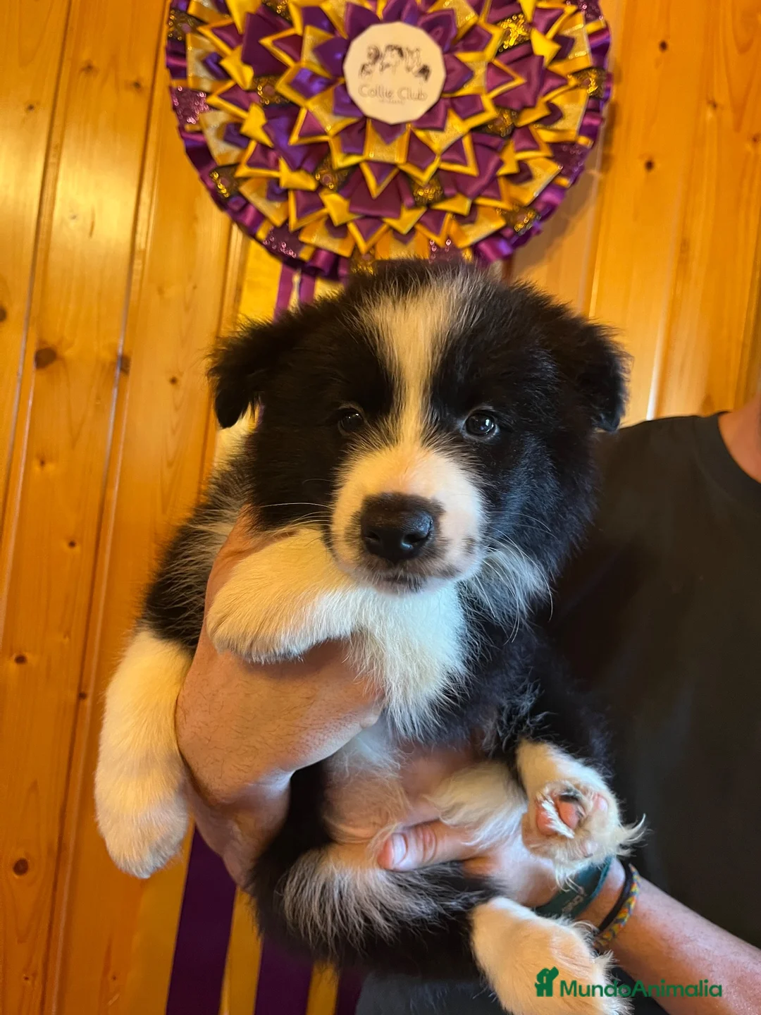 Border Collie perros en venta: Camada de Border Collie - Anuncio 2