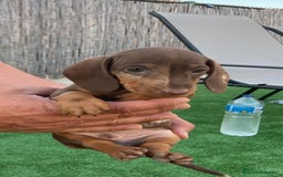 Teckel perros en venta: Teckel arlequín chocolate  - Imagen 4
