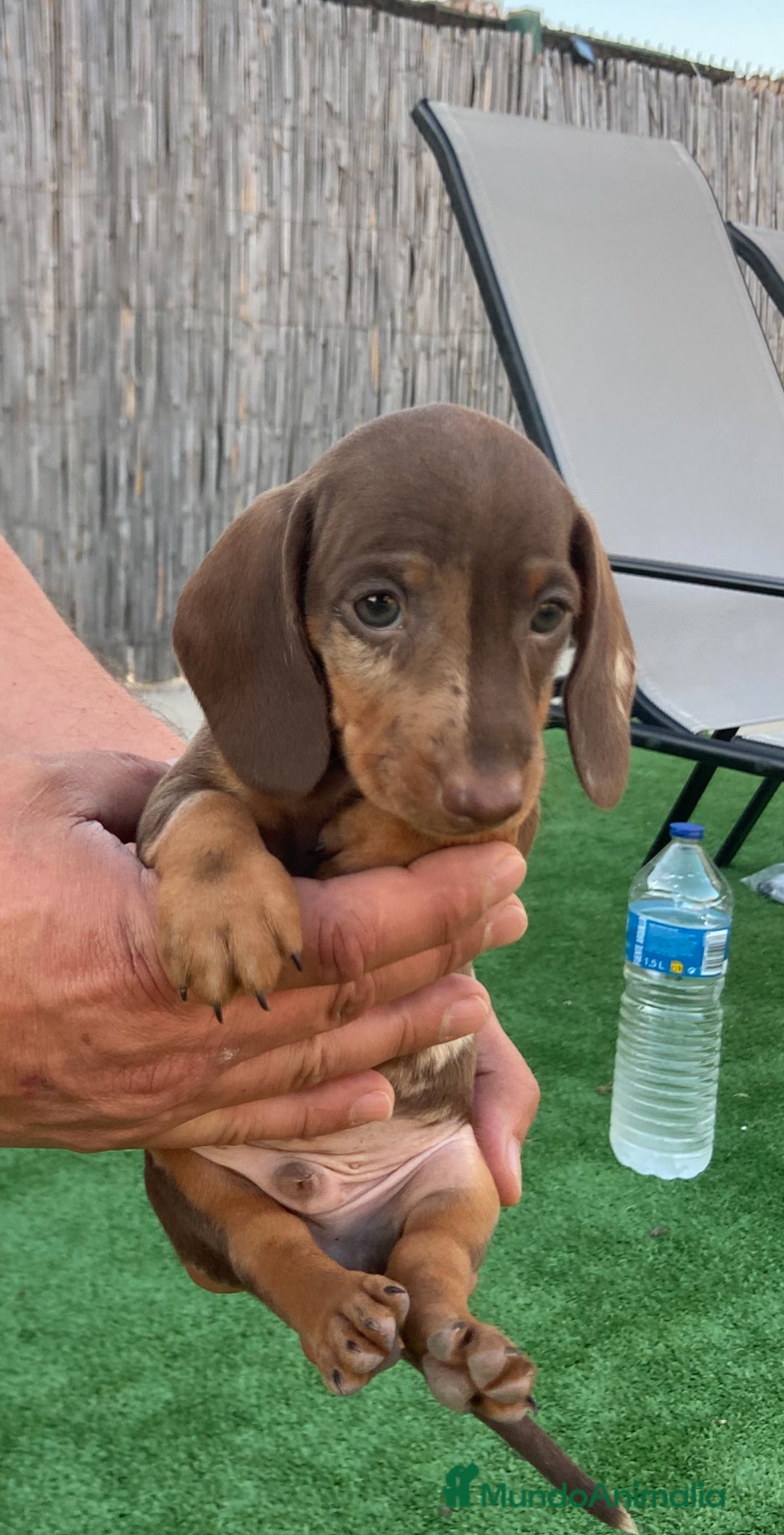 Teckel perros en venta: Teckel arlequín chocolate  - Imagen 4
