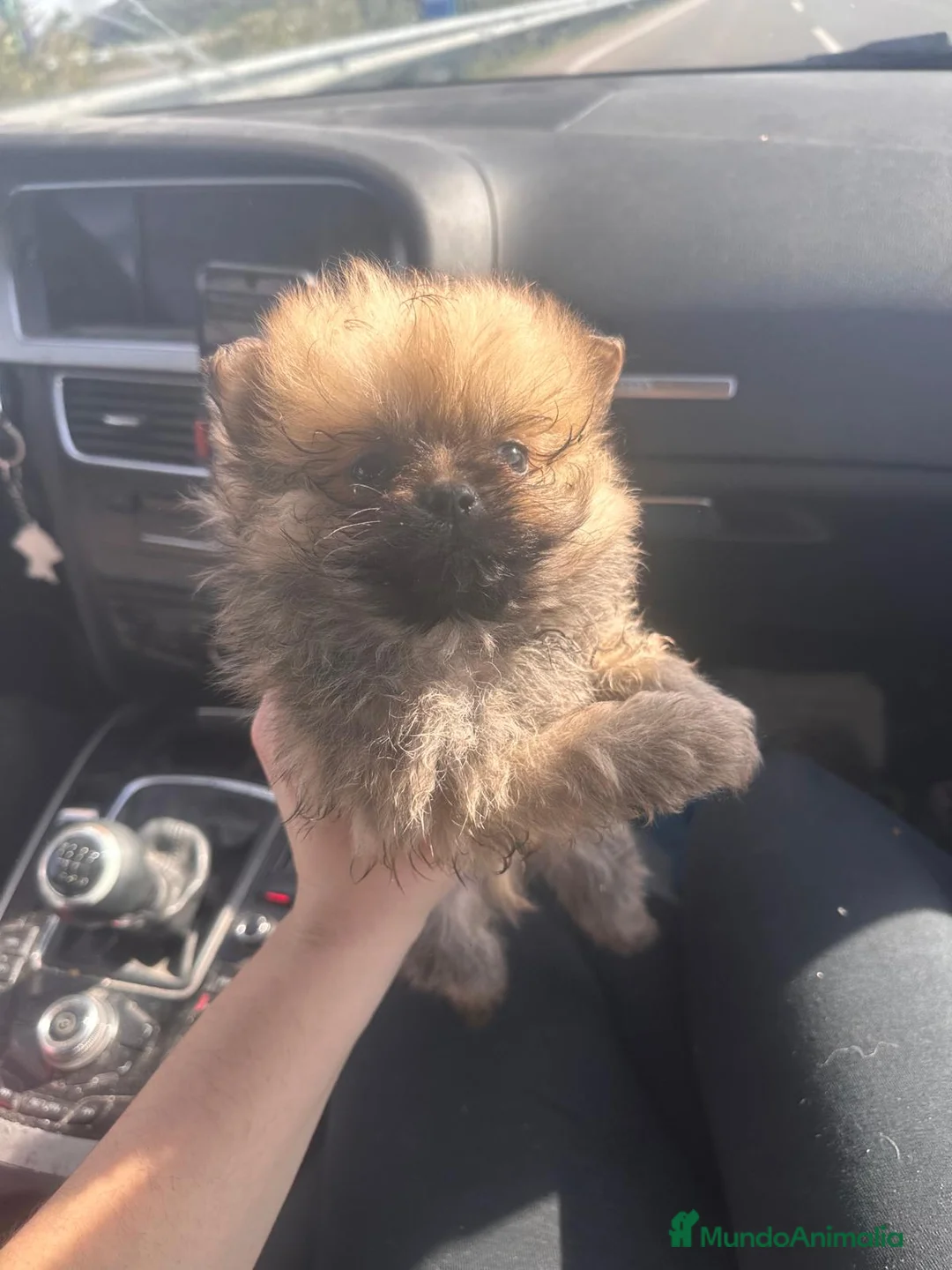 Pomerania perros en venta: Pomeranias mini peluches - Anuncio 2