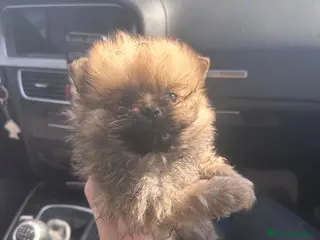 Pomerania perros Pomeranias mini peluches - Anuncio 30