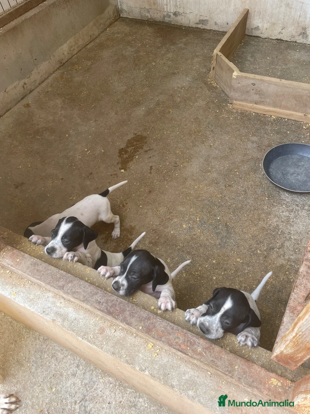 Pointer perros en venta: Excelentes cachorros pointer  - Anuncio 2