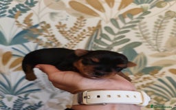 Yorkshire Terrier perros en venta: Hembra  - Imagen 4