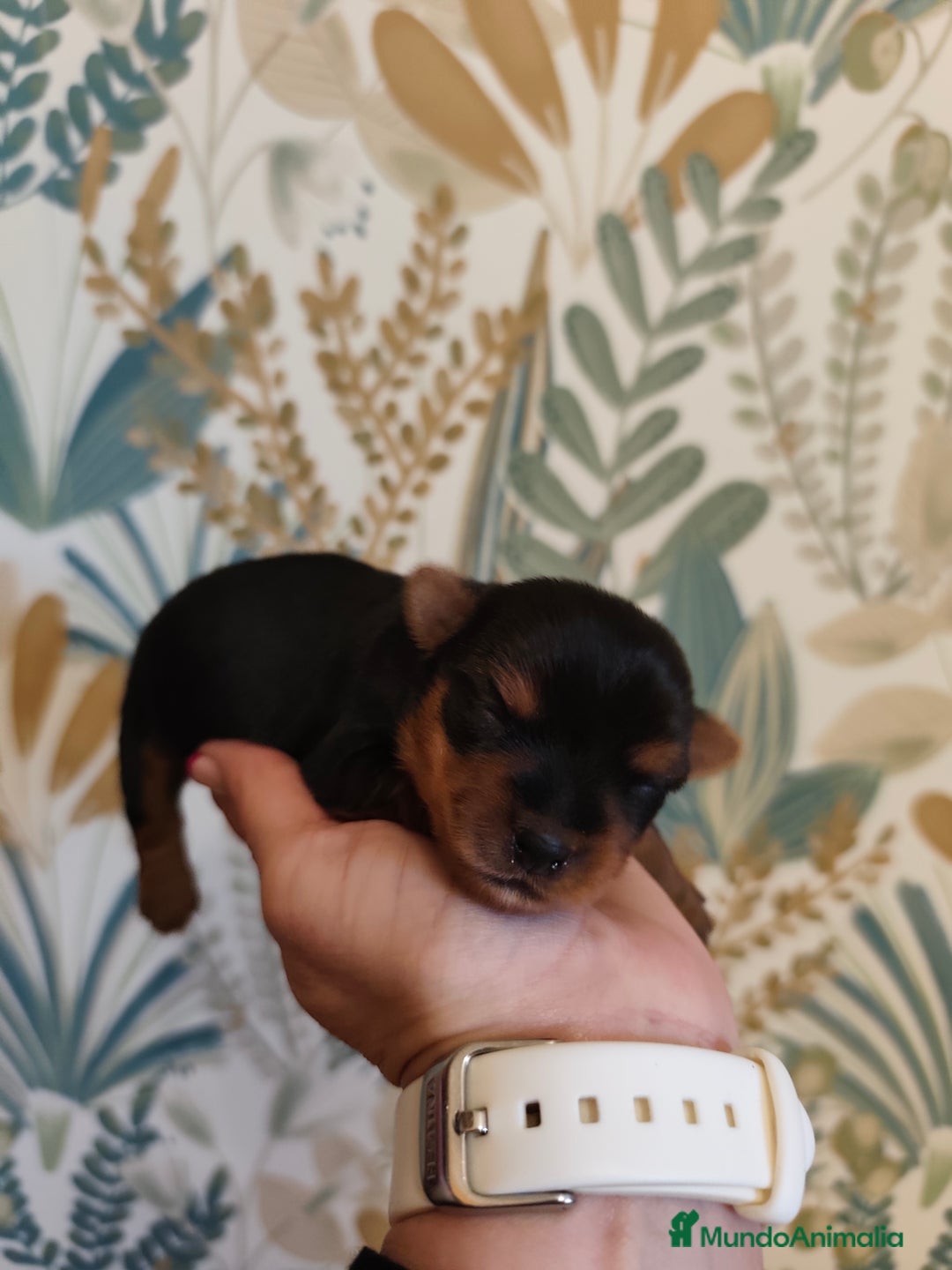 Yorkshire Terrier perros en venta: Hembra  - Imagen 4