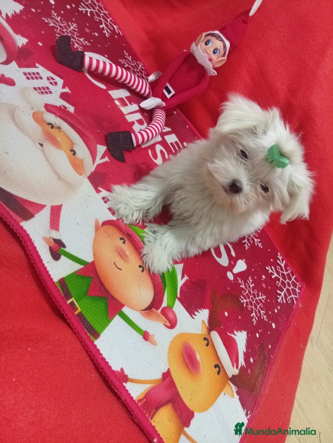 Bichón Maltés perros en venta: PRECIOSA MALTES MINI TOY - Anuncio 1