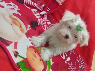 Bichón Maltés perros PRECIOSA MALTES MINI TOY - Anuncio 2