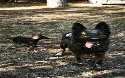 Pastor Alemán perros en venta: Camada Vom Zarental  - Anuncio 1