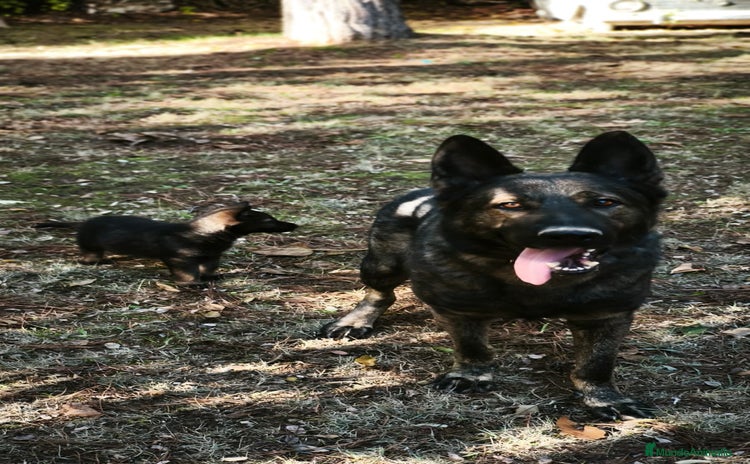 Pastor Alemán perros Camada Vom Zarental  - Anuncio 4