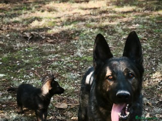 Pastor Alemán perros Camada Vom Zarental - Anuncio 1