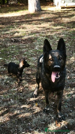 Pastor Alemán perros Camada Vom Zarental - Anuncio 1