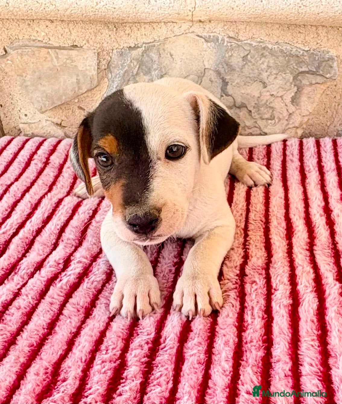 Jack Russell Terrier perros Jack Russell Terrier macho  - Anuncio 1