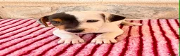 Jack Russell Terrier perros en venta: Jack Russell Terrier macho  - Anuncio 1