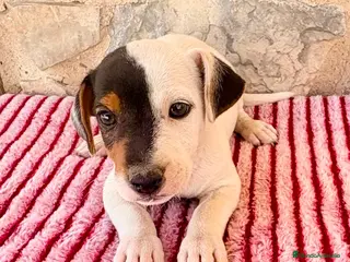 Jack Russell Terrier perros Jack Russell Terrier macho - Anuncio 1