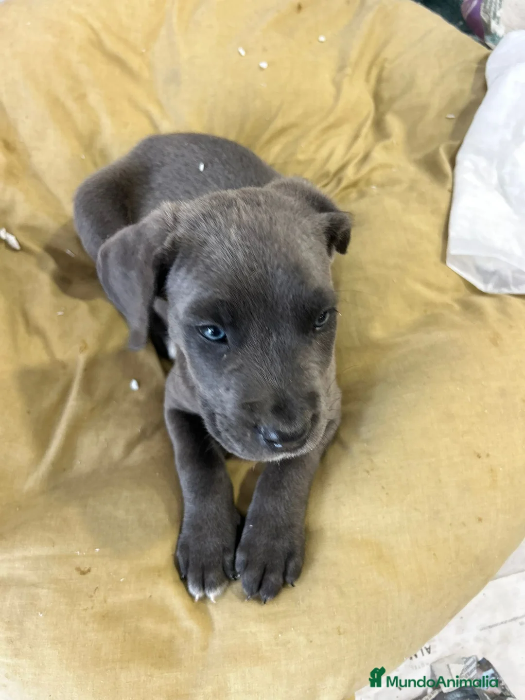 Cane Corso perros en venta: Cane corso  - Anuncio 2