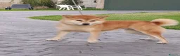 Shiba Inu perros en venta: SHIBA INU EN PONTEVEDRA - Anuncio 3