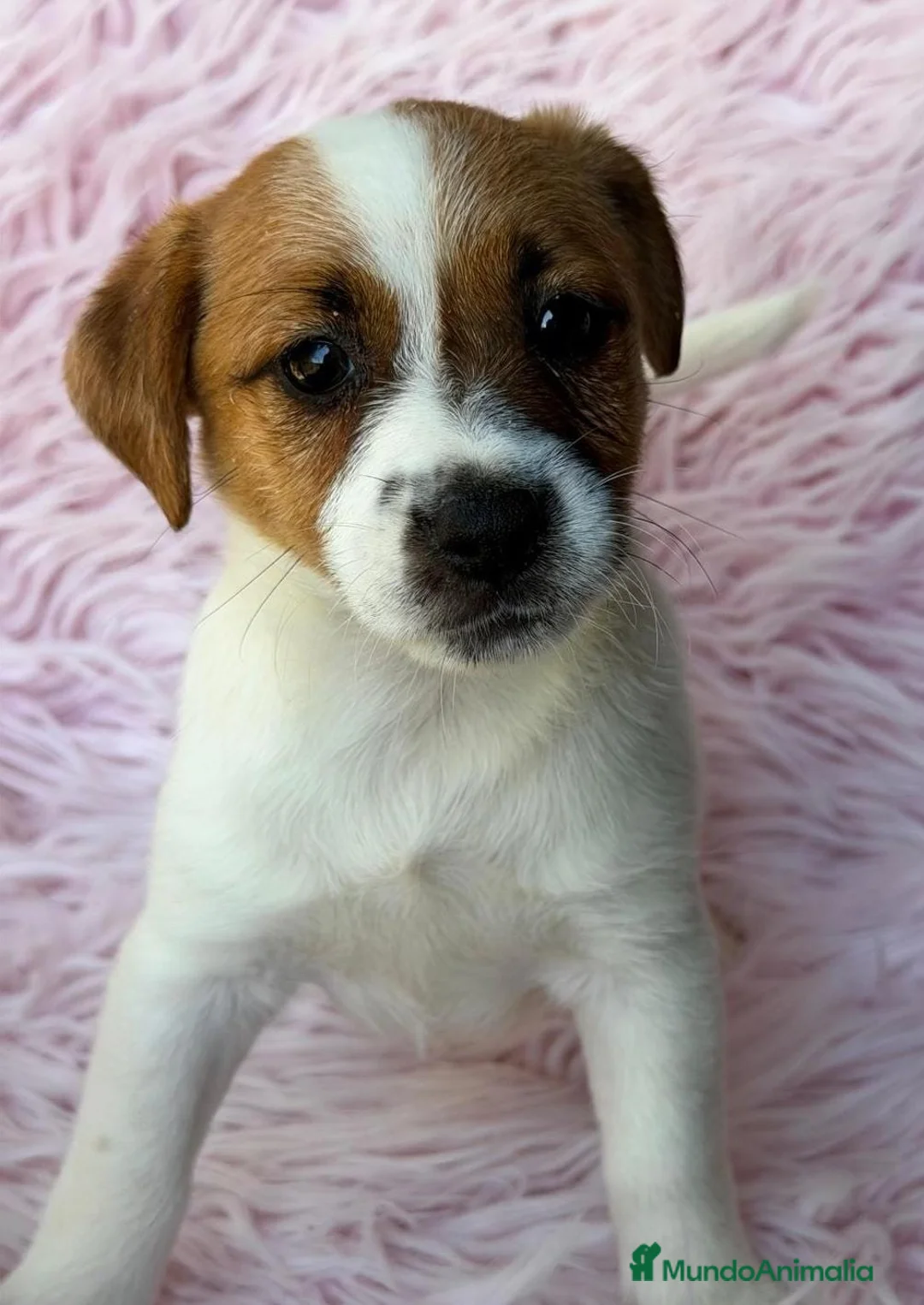 Jack Russell Terrier perros en venta: Camada Jack russel - Anuncio 2