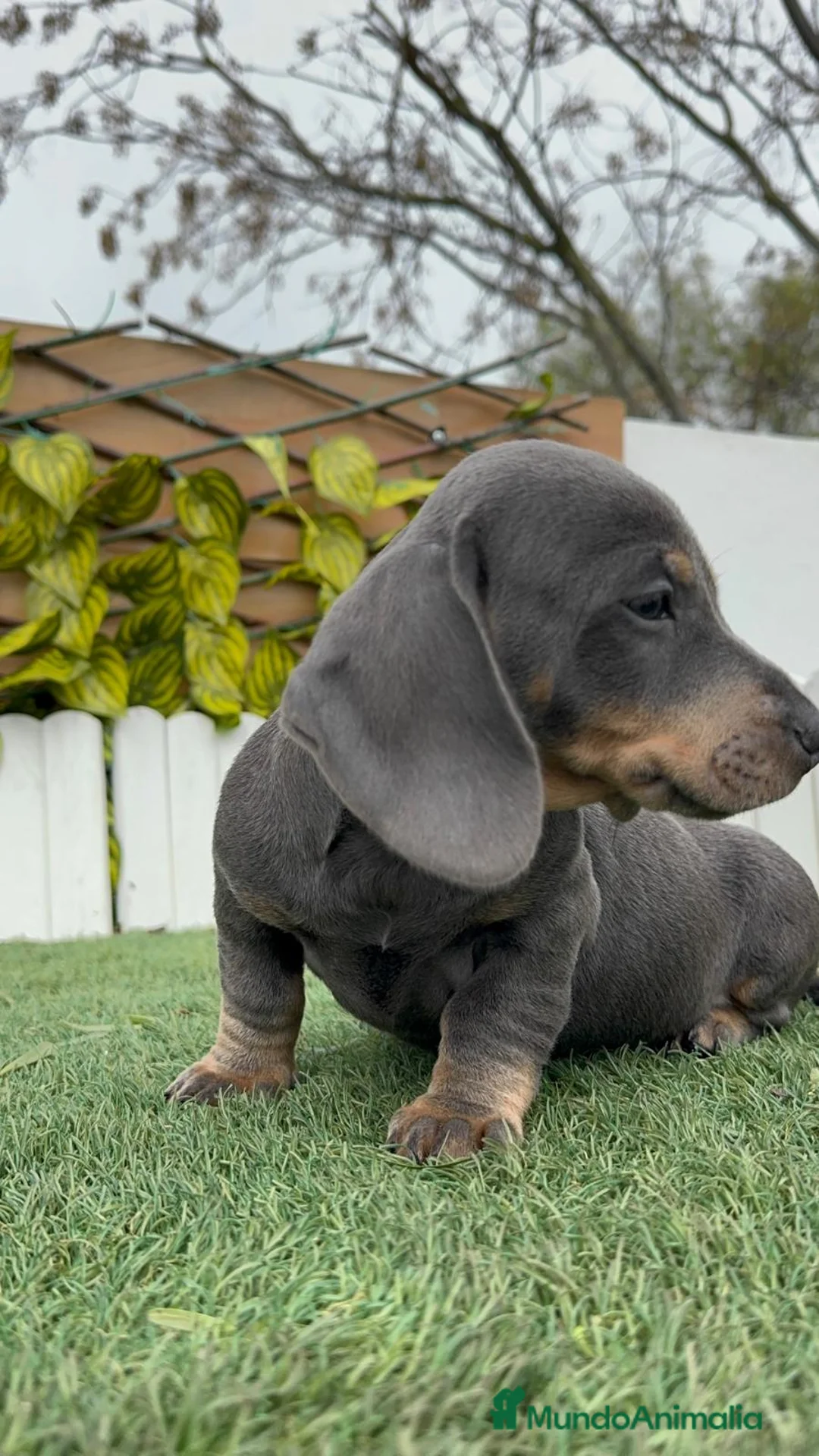 Teckel Miniatura perros en venta: TECKEL MINIATURA - Anuncio 9