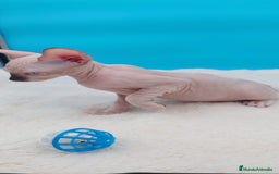 Sphynx gatos en venta: Precioso machito sphynx  - Imagen 6