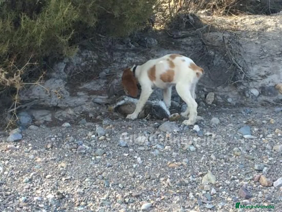 Imagen de galería {{count}}