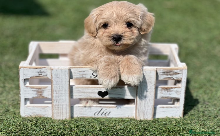 Maltipoo perros - Anuncio 3