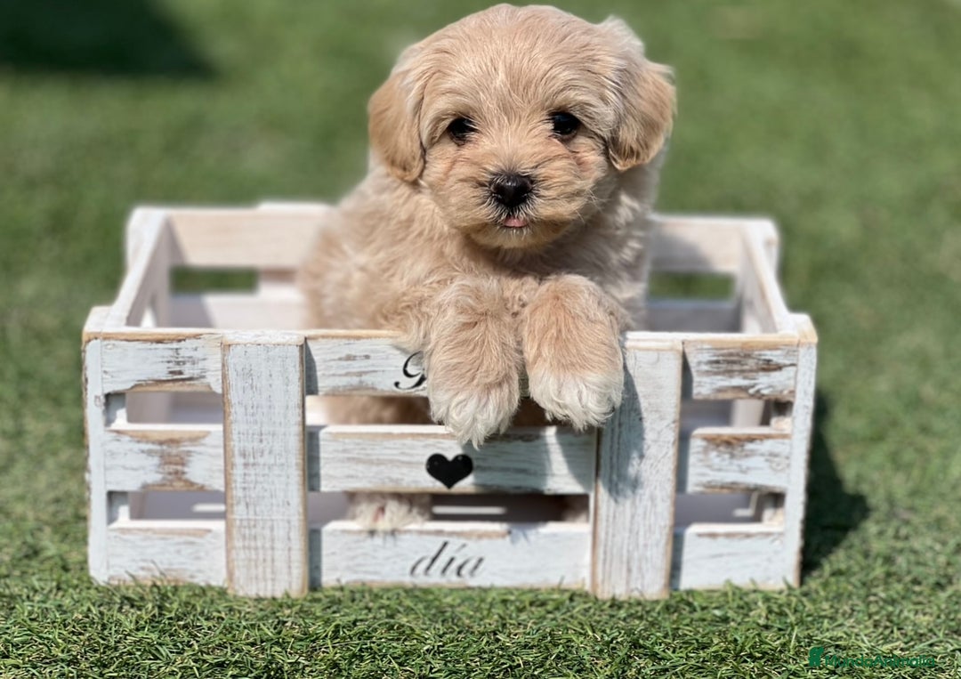 Maltipoo perros en venta: PRECIOSO MALTIPOO - Imagen 1