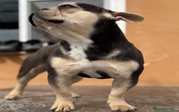 Bulldog Francés perros en venta: Bulldog francés Blue tan  - Imagen 4