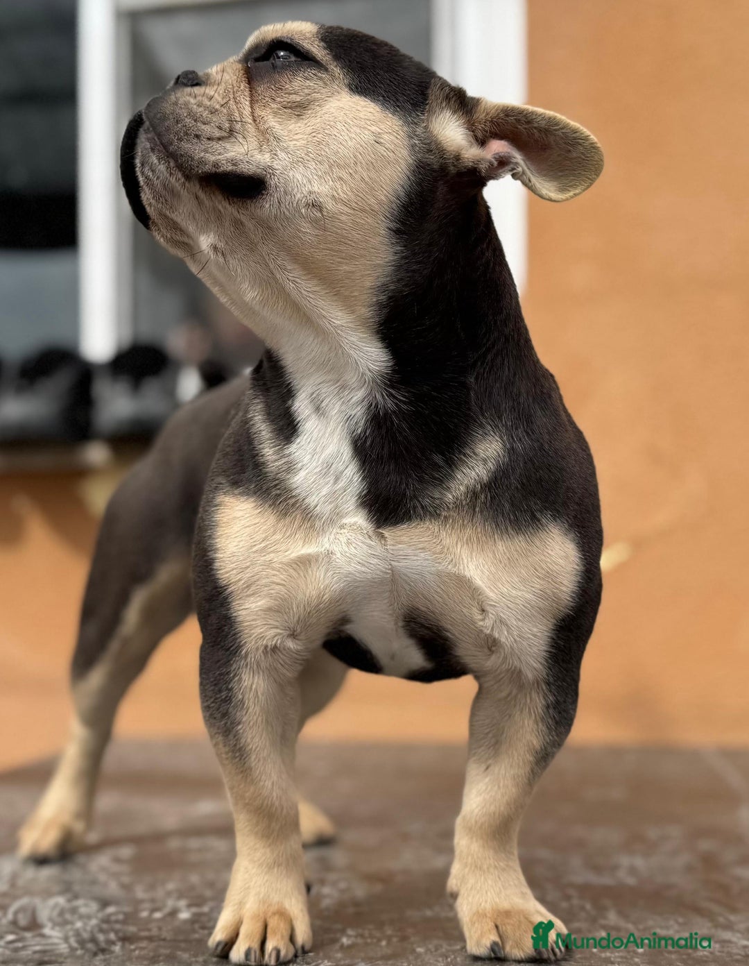 Bulldog Francés perros en venta: Bulldog francés Blue tan  - Imagen 4