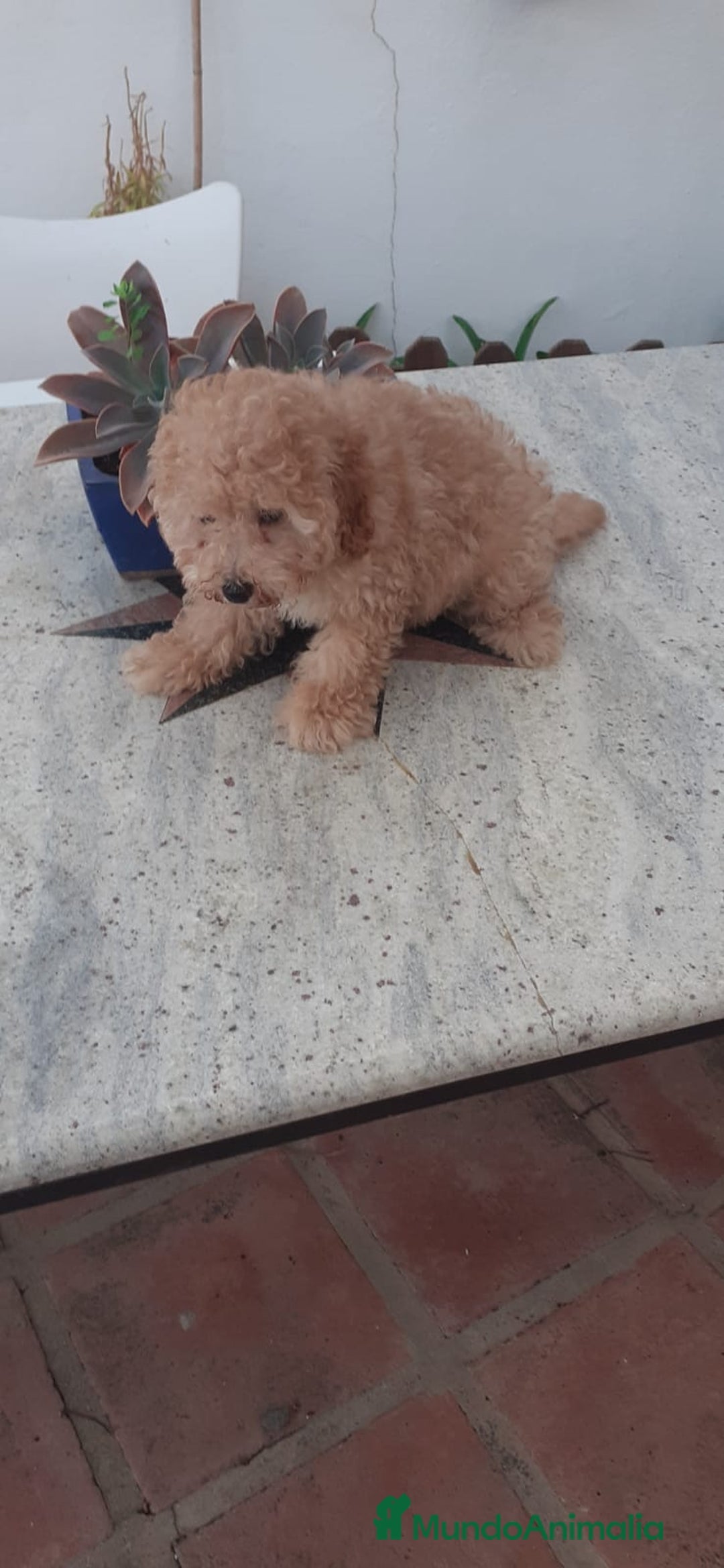 Caniche Toy perros en venta: 📢✨ Encantadores Cachorros Caniche Toy Rojizo 🐩❤️ - Imagen 2