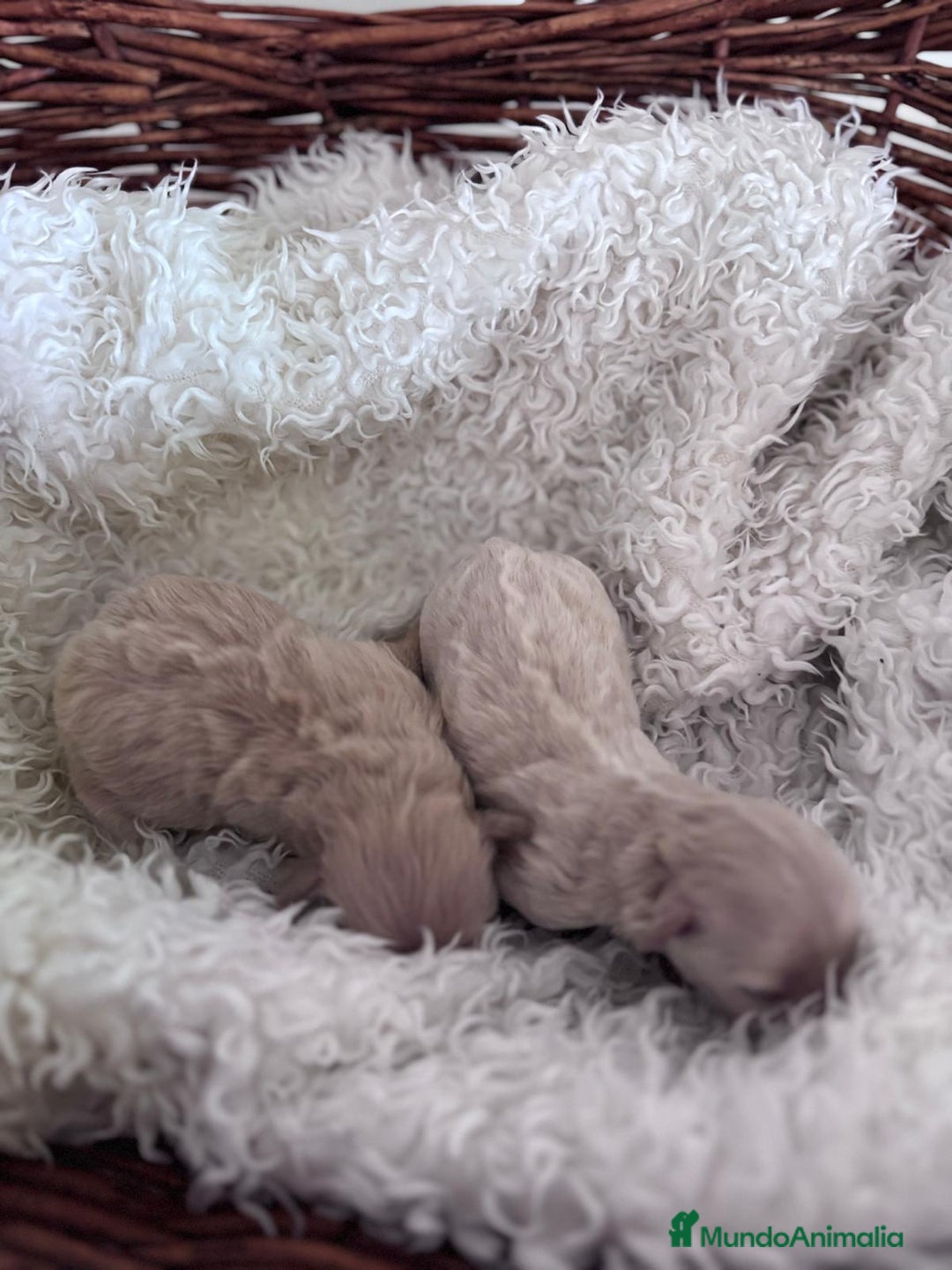 Maltipoo perros en venta: MALTIPOO HEMBRAS - Anuncio 6