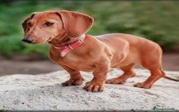 Teckel Miniatura perros en adopcion: Teckels - Anuncio 1