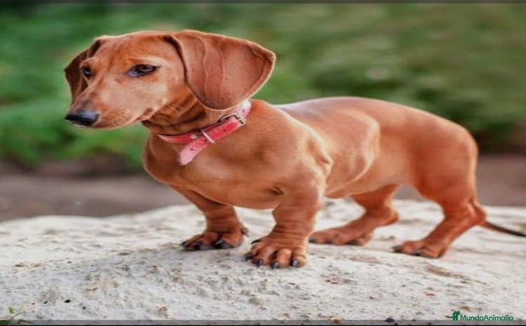 Teckel Miniatura perros Teckels - Anuncio 1