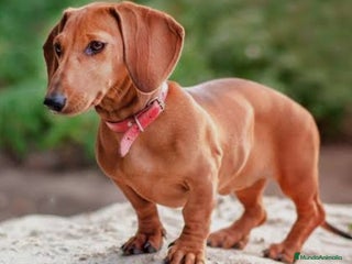 Teckel Miniatura perros Teckels - Anuncio 1