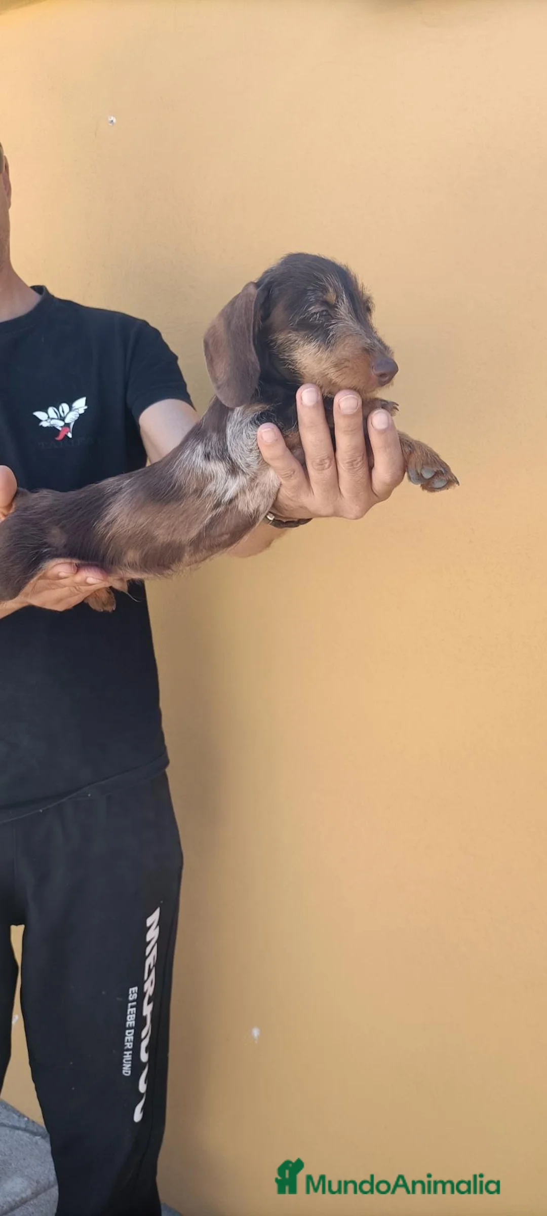 Teckel perros en venta: Preciosos teckel arlequín pelo duro al 50% - Anuncio 9